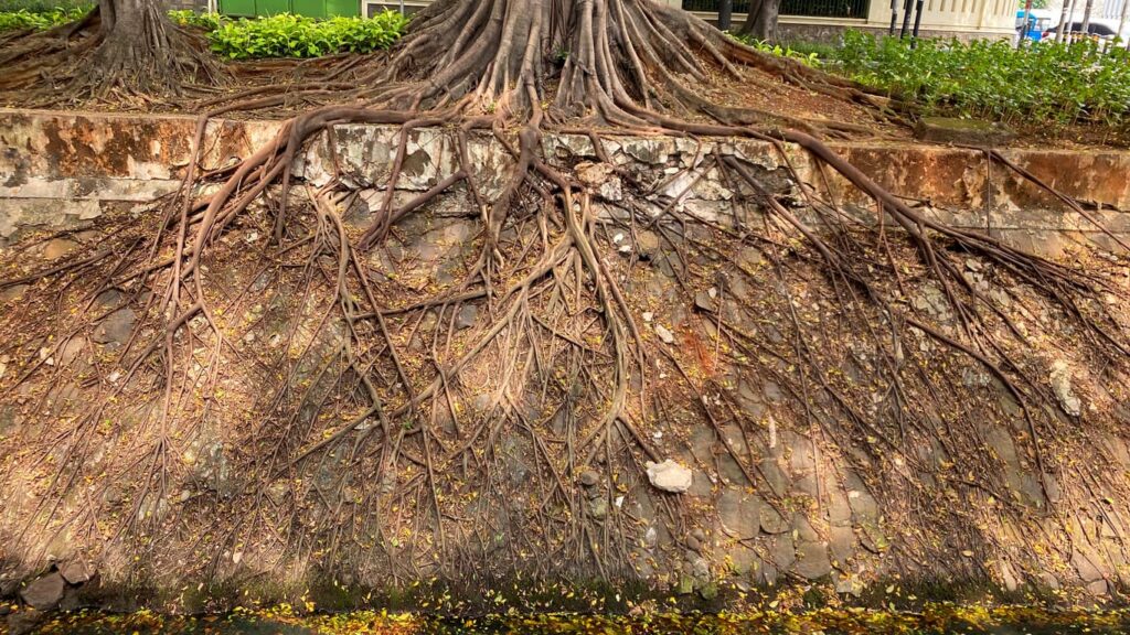 Large tree near a home